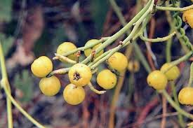 Image result for Cassytha filiformis