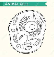 Check spelling or type a new query. Diagram Showing Animal Cell Illustration Royalty Free Cliparts Vectors And Stock Illustration Image 59311547