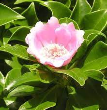 The dominican republic has many poets, essayists and novelists, including former president juan bosch. Pin On Painting Ideas