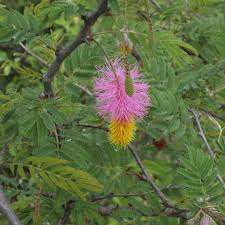 Image result for Dichrostachys