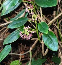 Image result for Marsdenia macrantha