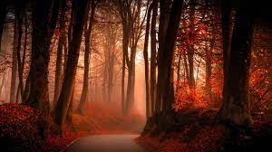 1920x1080 Autumn Wallpaper Download For Pc Autumn Forest Autumn Scenes Autumn Wallpaper Hd