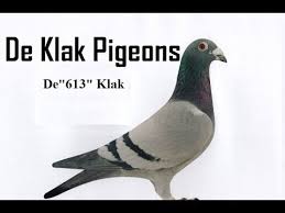 De Klak Jos Van Limpt Racing Pigeons حمام المسافات الطويلة و المتوسطة دي كلاك Youtube Youtube Pigeon