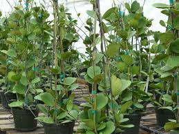 It has thick, succulent type, opposite leaves that are indeed shaped like flat hearts. Care Of Sweetheart Hoya Plant Growing Valentine Hoya Houseplants Dummer Garden Manage Gfinger Es La App De Jardineria Mas Profesional