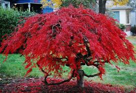 Check spelling or type a new query. Maple Tree Root System Studiousguy