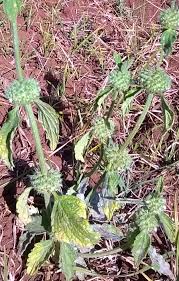 Image result for Leucas martinicensis