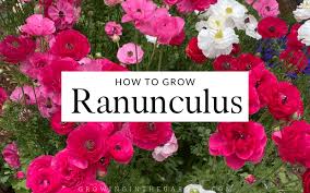 They look a lot like claws but don't let that dishearten you—beautiful flowers can grow out of them. How To Grow Ranunculus 5 Tips For Growing Ranunculus Growing In The Garden