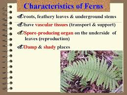 The main characteristic of plants without flowers is their way of reproducing. Classification Of Plants Plant Kingdom Nonflowering Plants Flowering