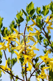We did not find results for: Yellow Flowers On A Forsythia Shrub Plant Against Blue Sky Leinwandbilder Bilder Grun Schliessen Gartenarbeit Myloview De