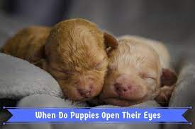 When Do Puppies Open Their Eyes Puppy Development From 1 To 8 Weeks