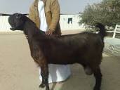 The Damascus Goat- Shami- in Kuwait )) | BackYardHerds - Goats ...