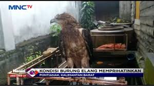 Check spelling or type a new query. Bksda Evakuasi Burung Elang Brontok Dari Rumah Warga Di Pontianak Lim 19 08 Youtube