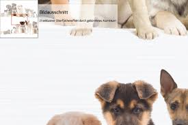 Weitere ideen zu süße hunde, hunde, süße tiere. Aluverbundbild Susse Haustiere Katzen Hunde Hamster Kuken 50 X 50 Cm Posterdepot De