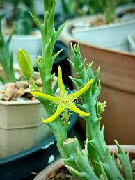 Image result for Launaea rogersii