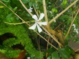 Image result for Turraea floribunda