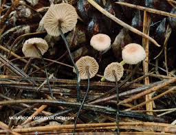 Image result for Marasmius opacus