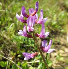 Image result for Volkiella disticha