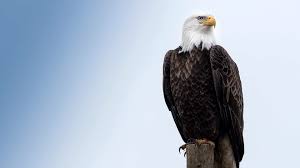 Eagle Wallpaper 4k For Mobile Gallery Eagle Wallpaper Bald Eagle Eagle Images