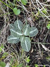 Image result for Gymnosporia pubescens