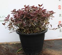 Image result for Iresine lindenii