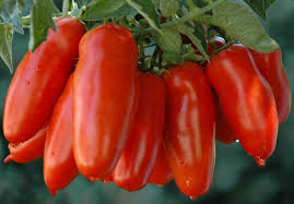 Image result for tomato San Marzano