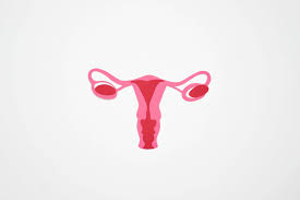 Image result for uterus