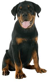 Also learn how to successfully house train your rottweiler. Rottweiler Training Temperament Health Trainpetdog