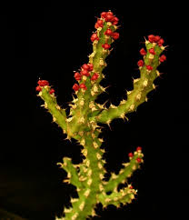 Image result for Euphorbia jubata