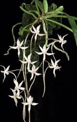 Image result for Aerangis appendiculata
