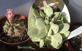 Image result for Crassula globularioides