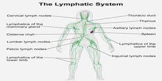 Lymphatic System Lymphatic System Lymphatic Drainage Massage Lymphatic
