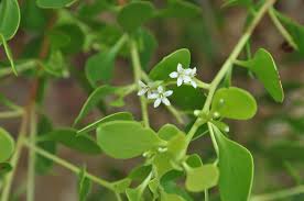 Image result for Lumnitzera racemosa