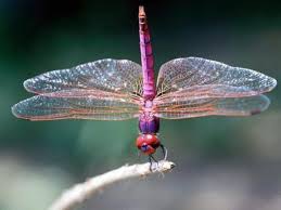 Why Do I Have So Many Dragonflies In My Yard Hunker Dragonfly Facts Dragonfly Habitat Beautiful Bugs