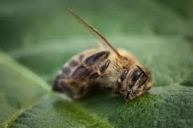 Ultrasonic repellents are amongst the most popular pest control products. Best Bee Repellents Wildliferemoval Com