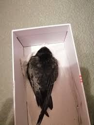 Результат пошуку зображень за запитом "стриж"