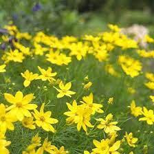 Coreopsis Is An Award Winning Perennial That Shows Off An Almost Constant Display Of Lemon Yel Best Perennials Long Blooming Perennials Butterfly Garden Plants