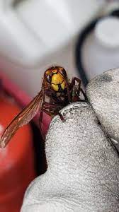 Making sure you are 100% satisfied with your pest control service is our commitment to you our pest control specialists live in the areas they service and understand your specific pest issues the allentown district covers allentown and stretches north to danielsville, south to emmaus. County Pest Control 4984 Mill Rd Emmaus Pa Pest Control Mapquest