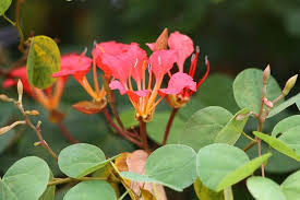 Image result for Bauhinia bowkeri