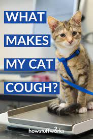 Home Remedies For Cats With A Cough Cats Cat Health Cough