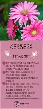 Gerbera Im Topf Im Garten Als Schnittblume Schnittblumen Gerbera Und Gartenblumen