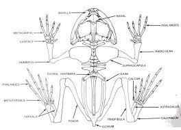 The frog's skeletal and muscular systems consist of its framework of bones and joints, to which nearly all the voluntary muscles of the body are attached. Frog Skeleton