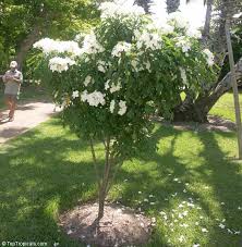 What i love about plumeria bouquets. Plumeria Pudica Bridal Bouquet Toptropicals Com