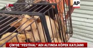 Cin De Kopek Eti Festivali Tum Tepkilere Ragmen Basladi