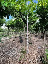 Image result for Millettia pinnata