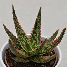 Image result for Aloe zebrina