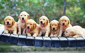 We did not find results for: Golden Retriever Summer Wallpapers Top Free Golden Retriever Summer Backgrounds Wallpaperaccess