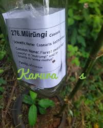 Image result for Casearia battiscombei