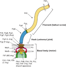 Browse the top sources online for your results. Schematic Diagram Of The Bacterial Flagellum The Flagellum Is A Download Scientific Diagram