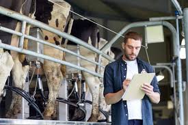 Livestock Buyer Salary How To Become Job Description Best Schools
