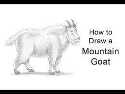 This print is a reproduction of my original drawing of a mountain goat profiled against a mountain ridge. How To Draw A Mountain Goat Youtube